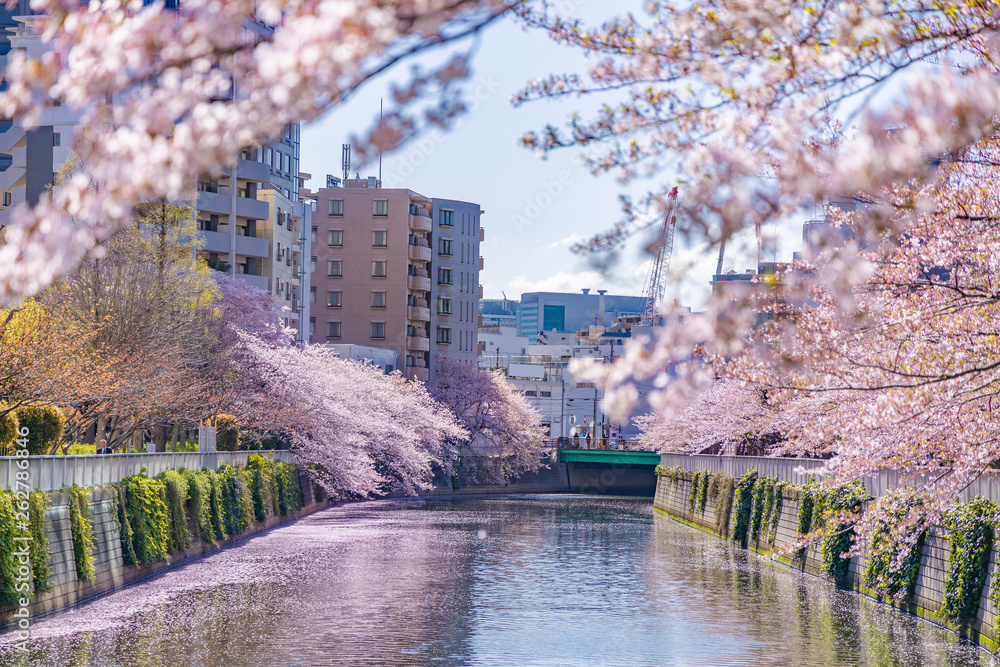 水辺に咲く桜とビル群