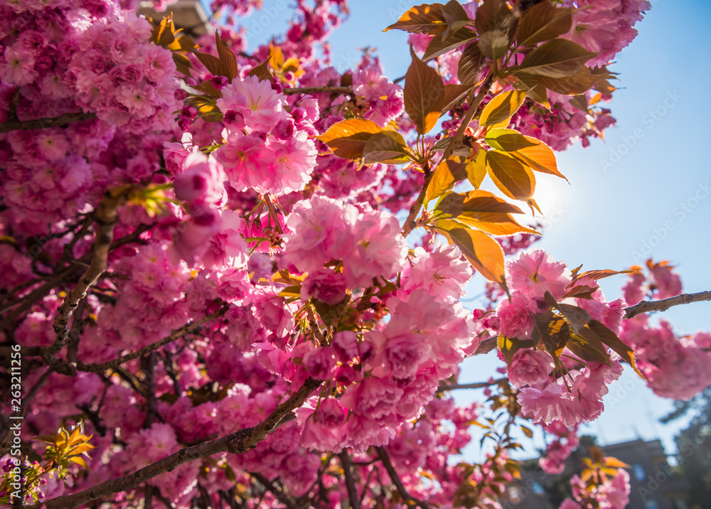 Pink Japanese cherry-tree blossom. Sakura