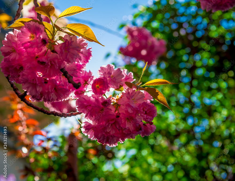 Pink Japanese cherry-tree blossom. Sakura