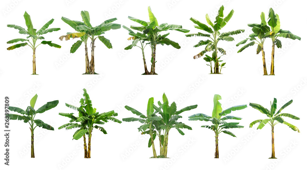 Banana trees collection.Tree isolated on a white background