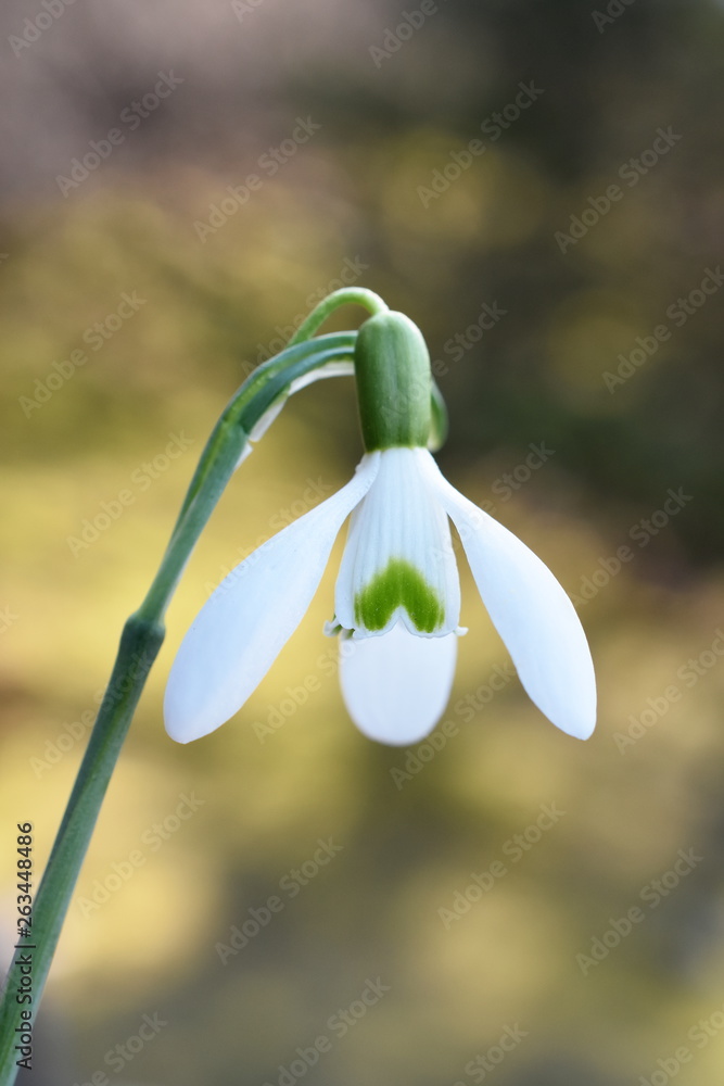 雪花莲Ga特写