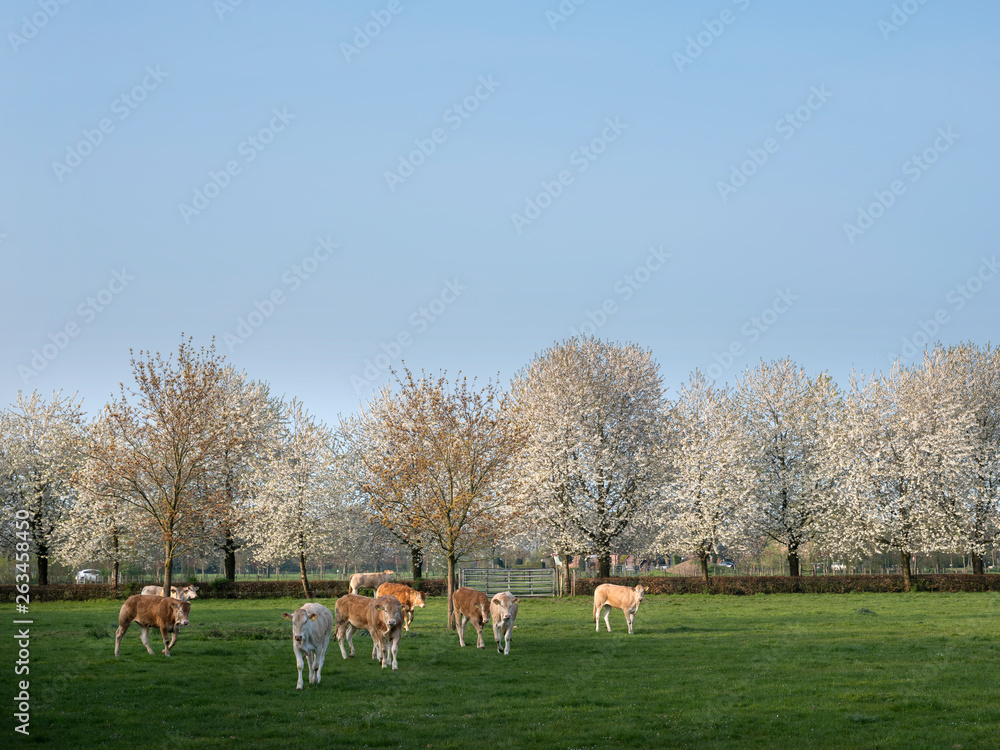 blonde daquitaine calves in green meadow with white blossoming spring trees