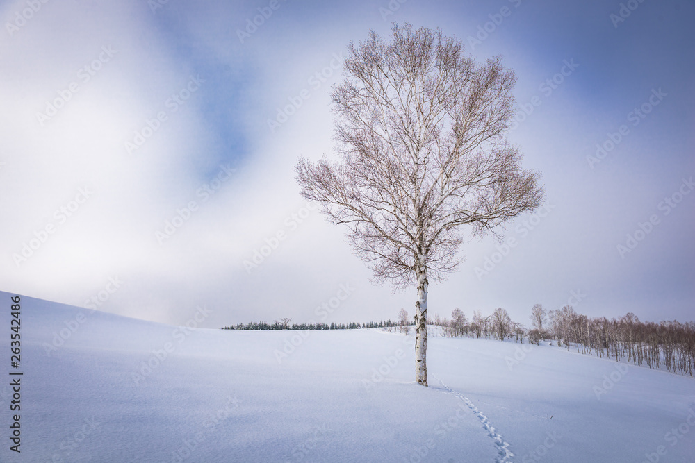 Biei, Japan winter on Panorama Road.