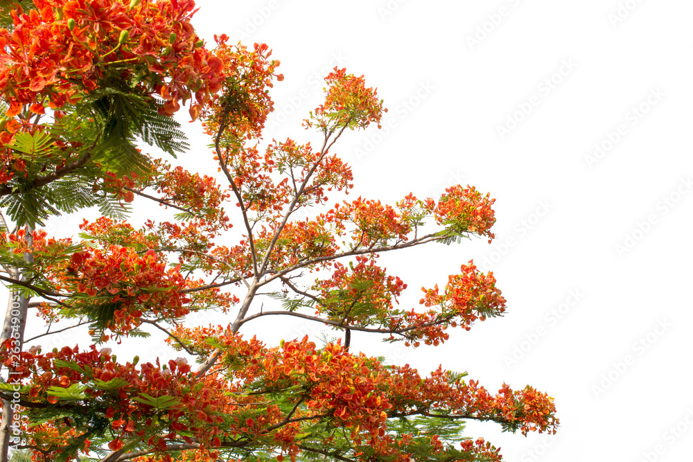 Big tree isolated on white background