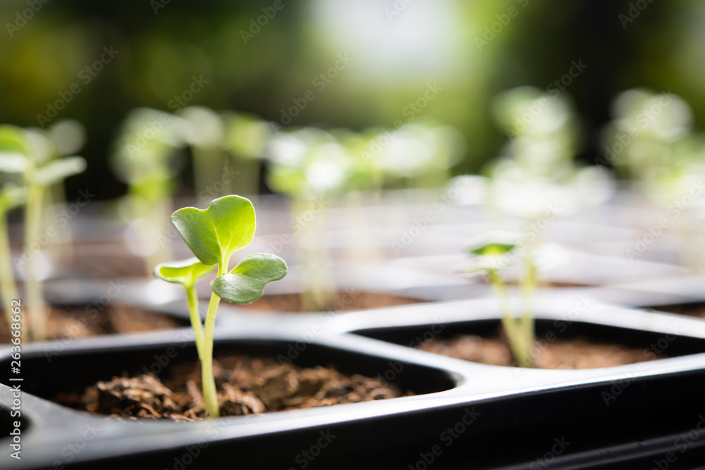 Young plants growing in nursery tray in the garden