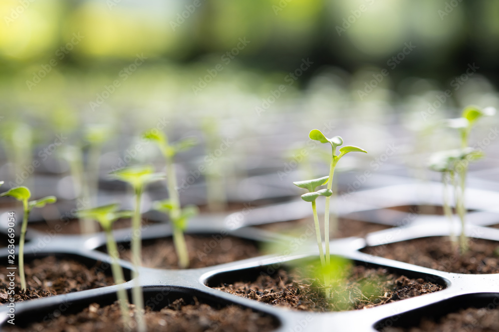 Young plants growing in nursery tray in the garden