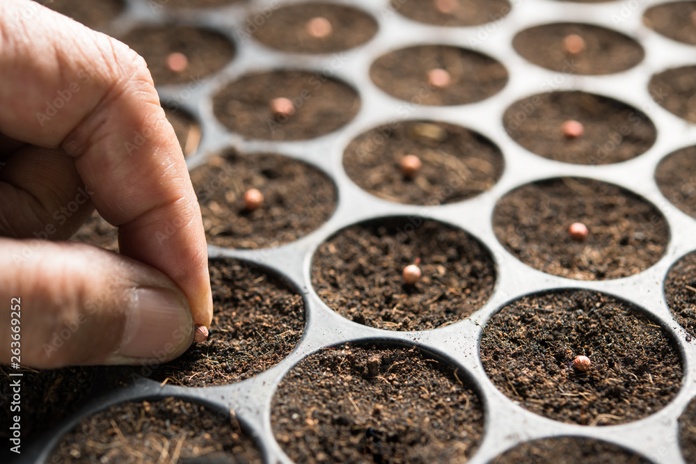 Farmers hand planting seeds in soil in nursery tray