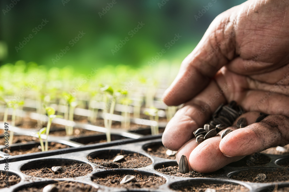 Farmers hand planting seeds in soil in nursery tray