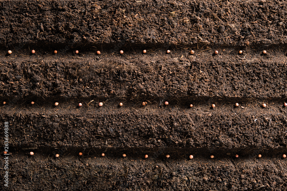 Top view image of planting seeds in soil