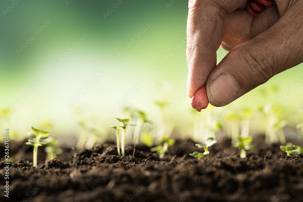 Farmer’s hand planting seeds in soil