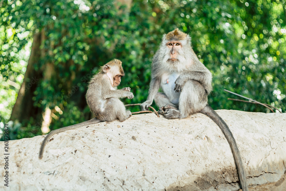 Monkeys in The Sacred Monkey Forest Sanctuary, Ubud, Bali, Indonesia. (aka Monkey Forest Ubud). Maca