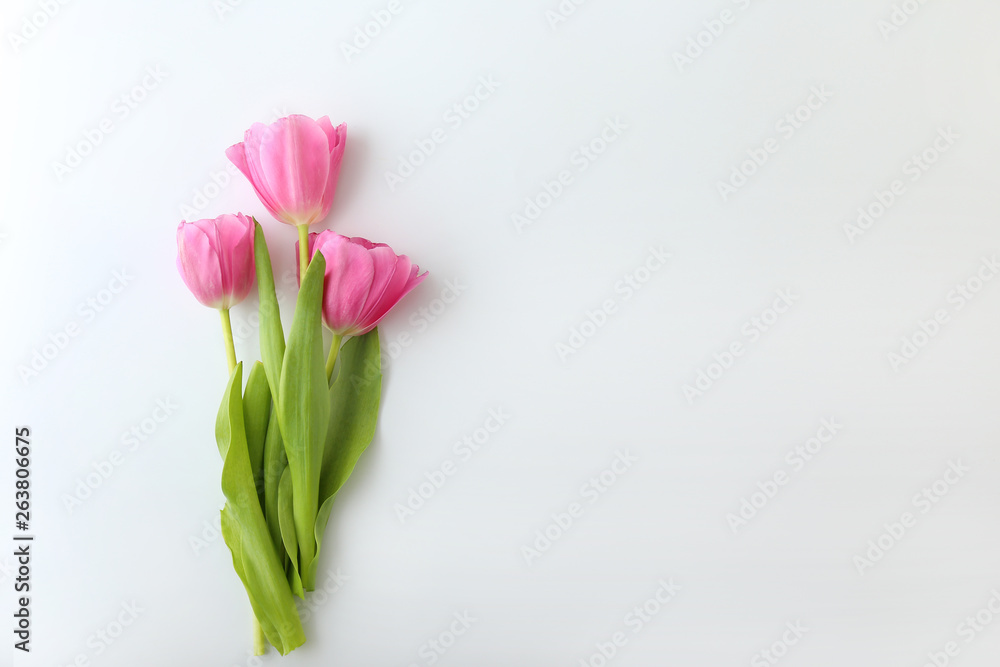 白色背景下美丽的郁金香花朵