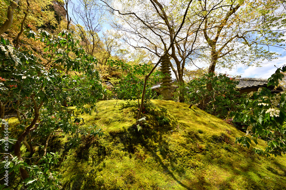 日本庭園の苔と石塔