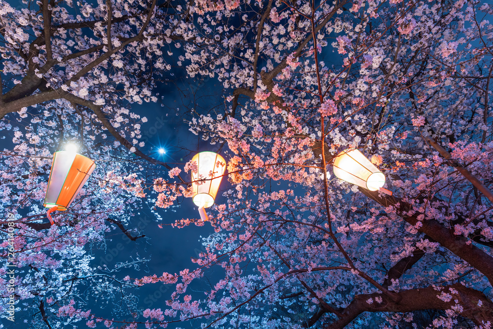 ライトアップされた夜の桜