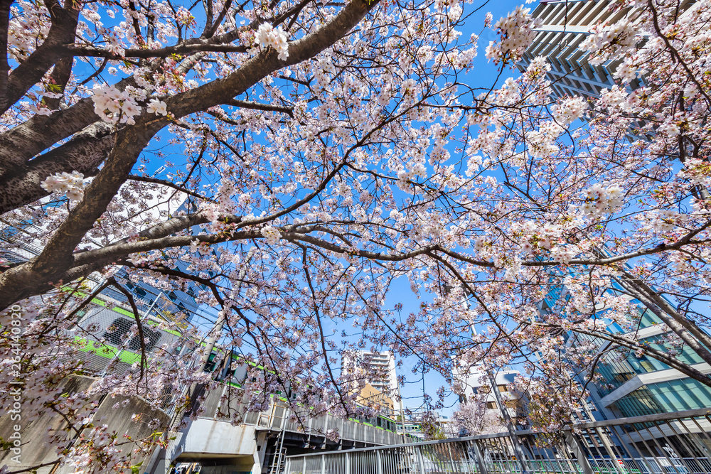 都会に咲く桜