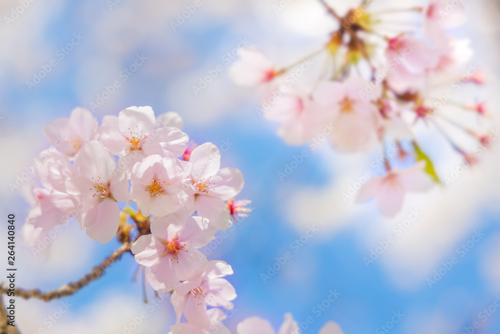 満開の桜