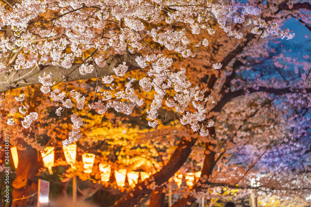 ライトアップされた夜の桜