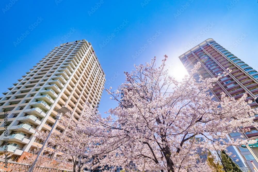 都会に咲く桜