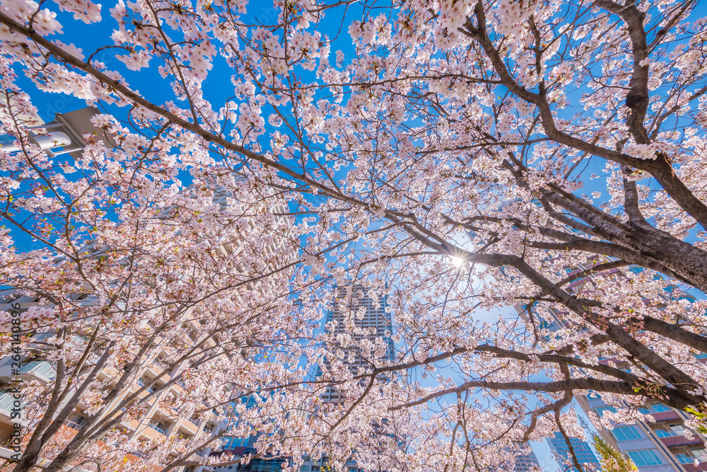 都会に咲く桜