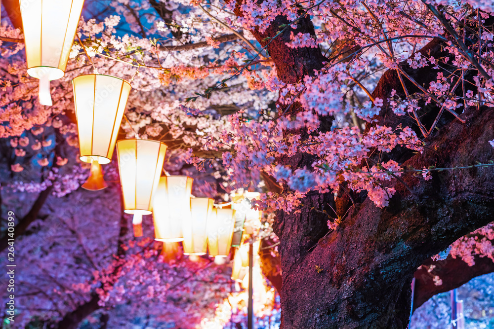 ライトアップされた夜の桜