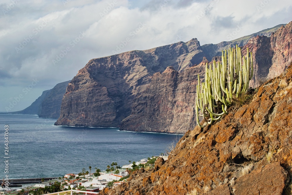 Los Gigantes cliffs, Tenerife, Canary Islands, Spain. Euphorbia canariensis plant on the rock.