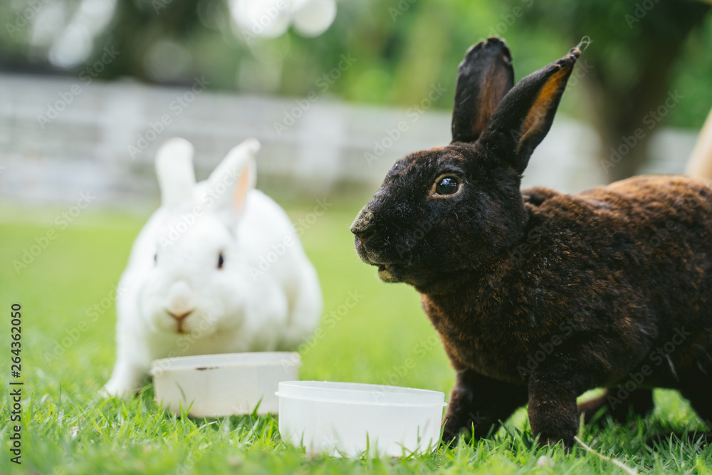 Little rabbit on green grass in summer day