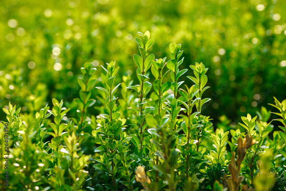 barberry bush green