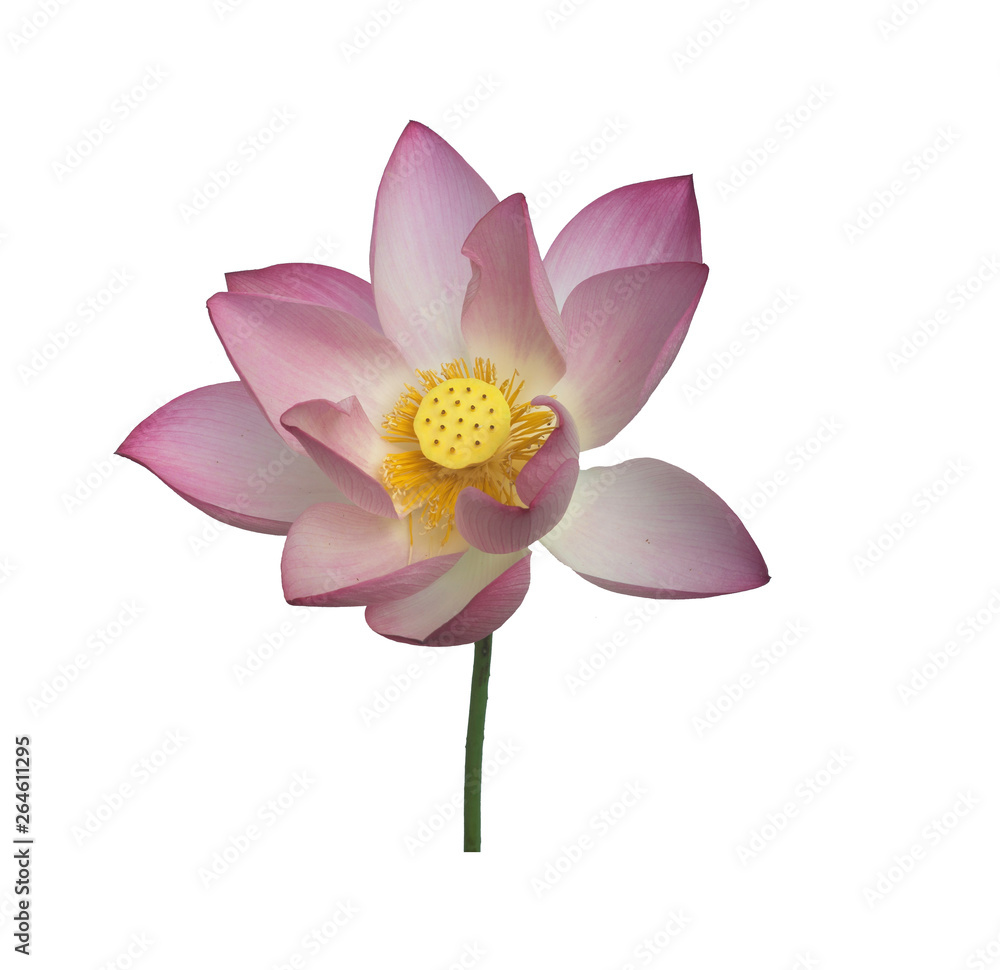 pink lotus clipping path