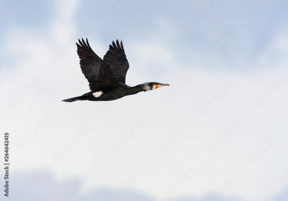 成年大Cormorant（Phalacrocorax carbo）在典型的荷兰云层前飞行，翅膀张开