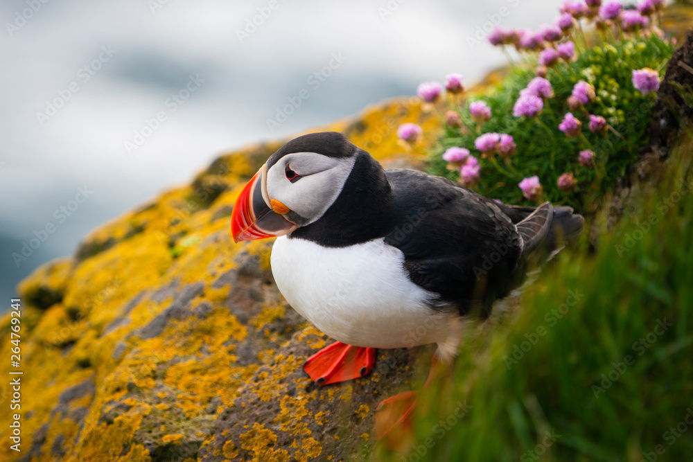 Atlantic puffin also know as common puffin is a species of seabird in the auk family. Iceland, Norwa