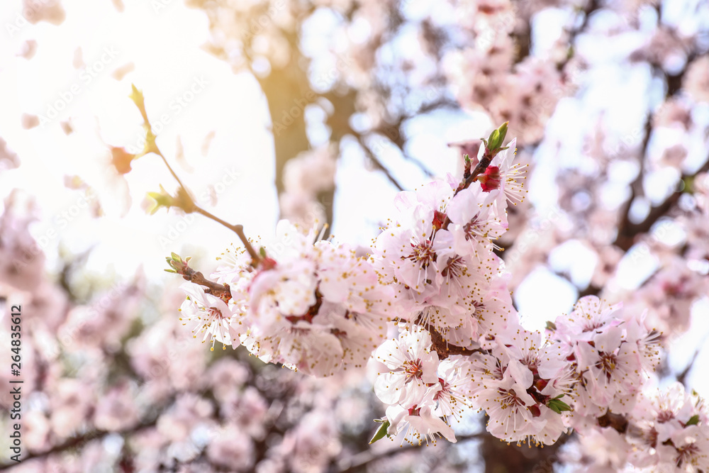 Beautiful blossoming branch outdoors