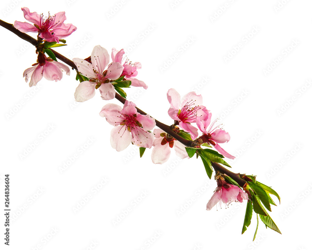 Beautiful blossoming branch on white background