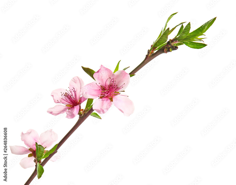 Beautiful blossoming branch on white background