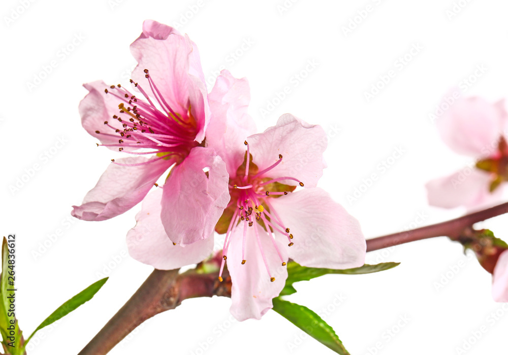 Beautiful blossoming flowers on white background