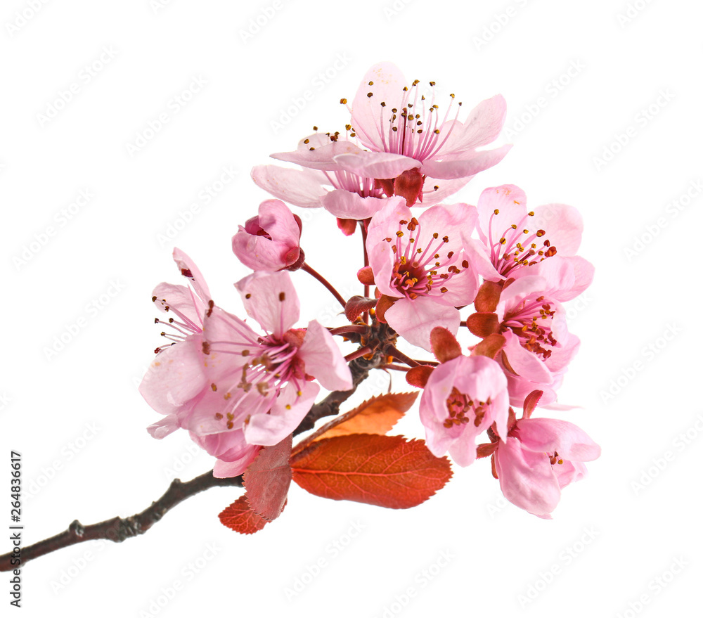 Beautiful blossoming branch on white background