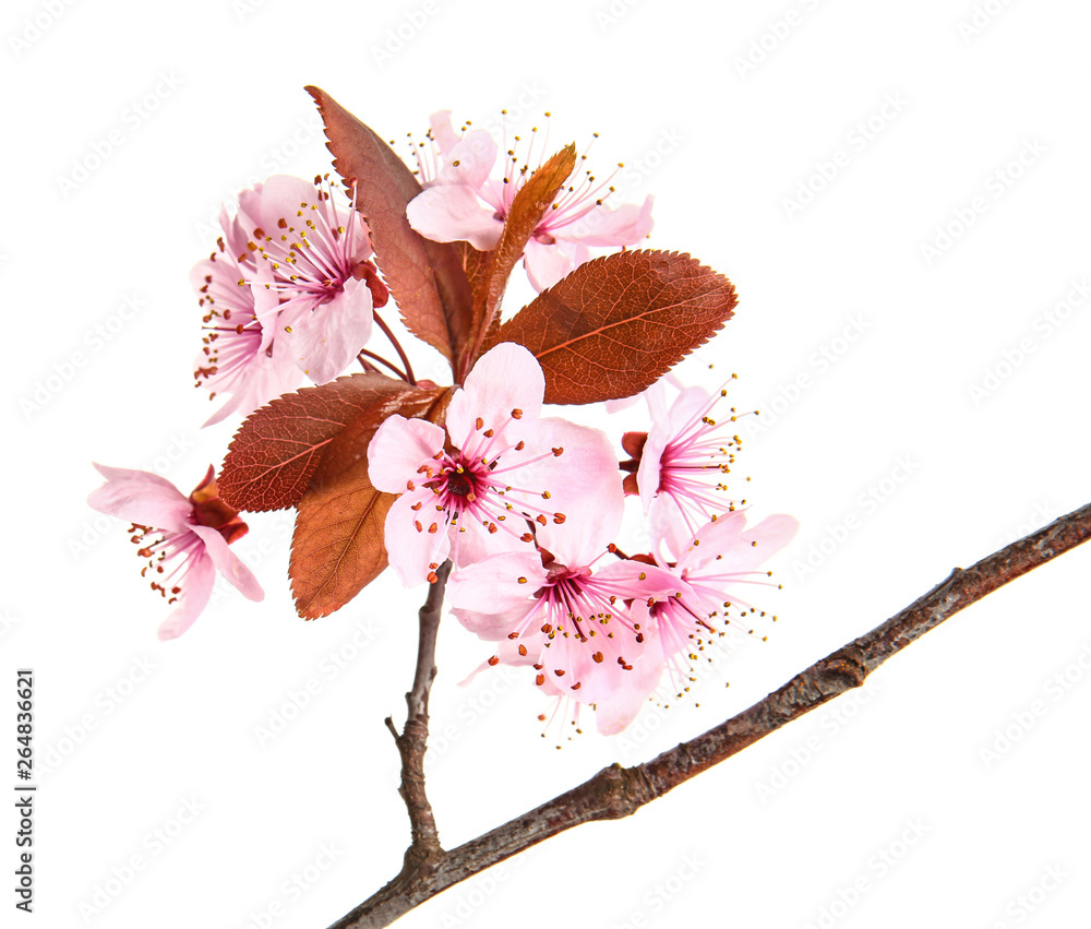 Beautiful blossoming branch on white background