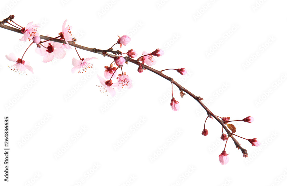 Beautiful blossoming branch on white background