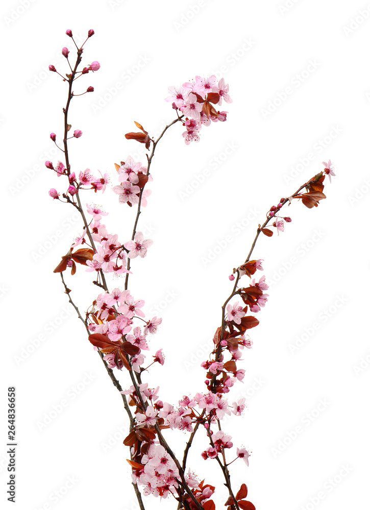 Beautiful blossoming branches on white background