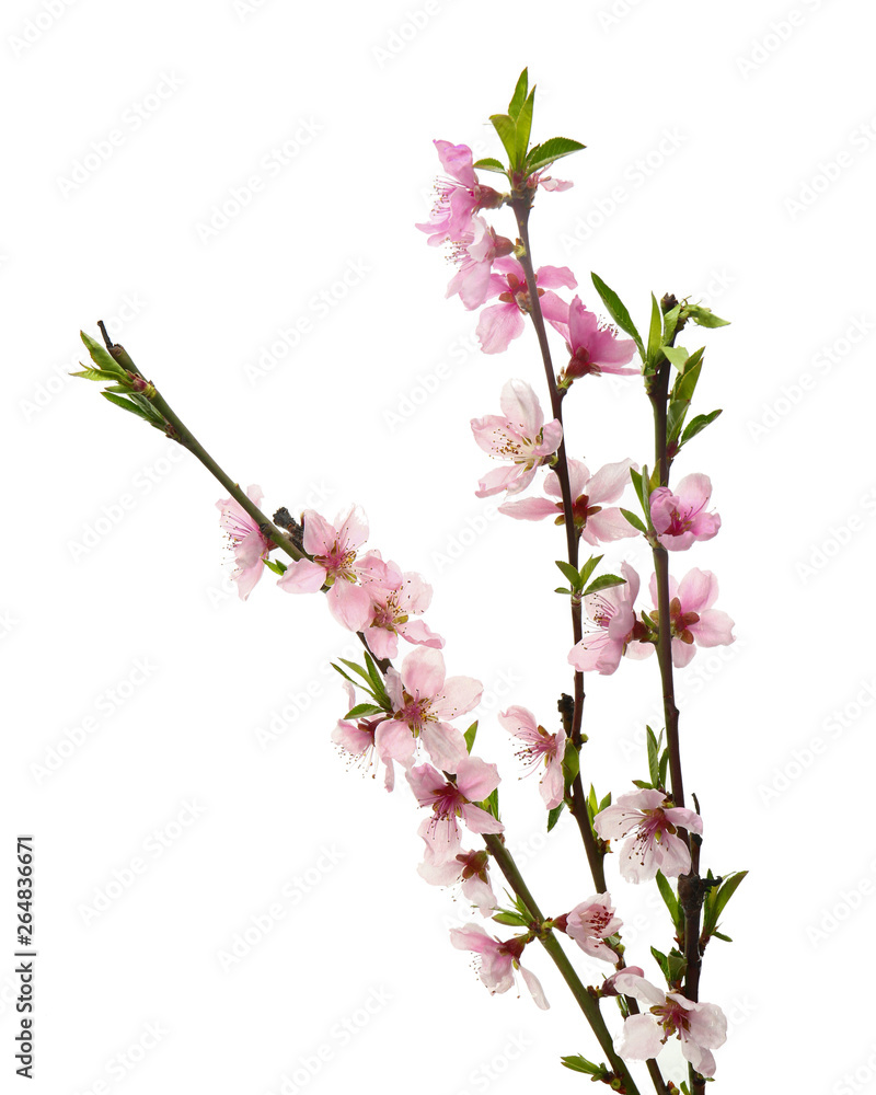 Beautiful blossoming branches on white background