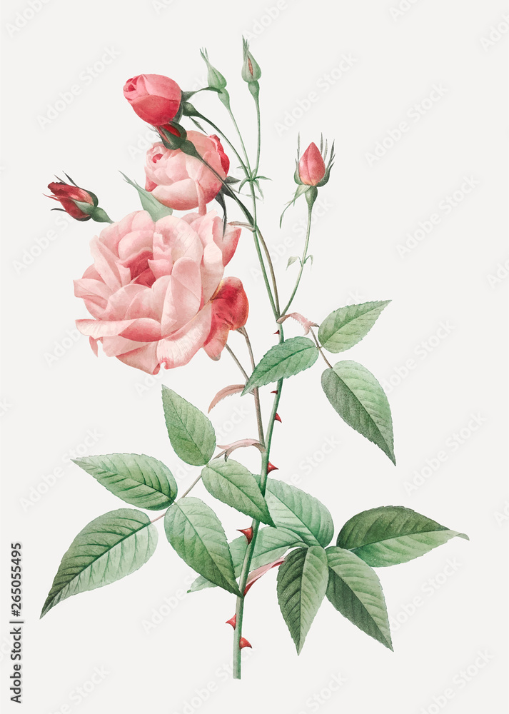 Vintage pink rose drawing