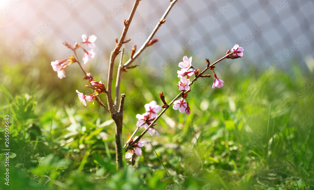 blurred sakura tree twig on green background