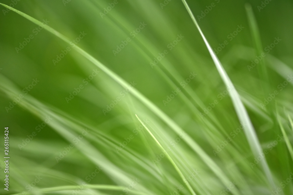 Variations of photos with a soft and blurred background of green, young and fresh spring grass. Natu