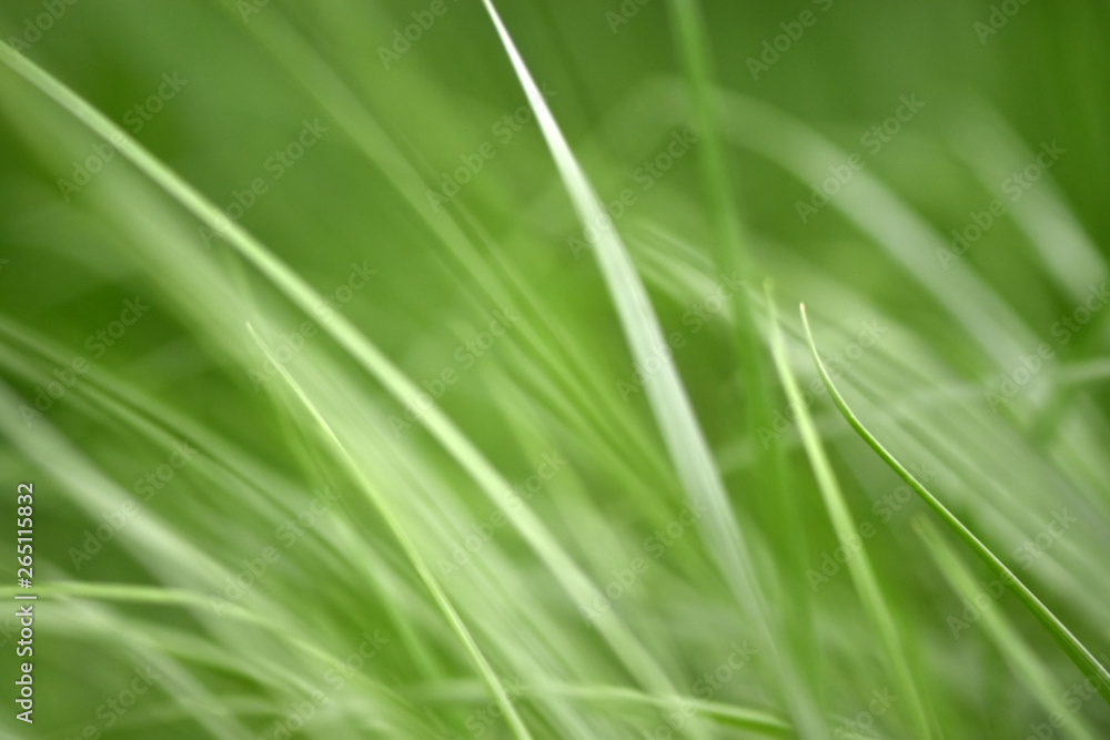 Variations of photos with a soft and blurred background of green, young and fresh spring grass. Natu