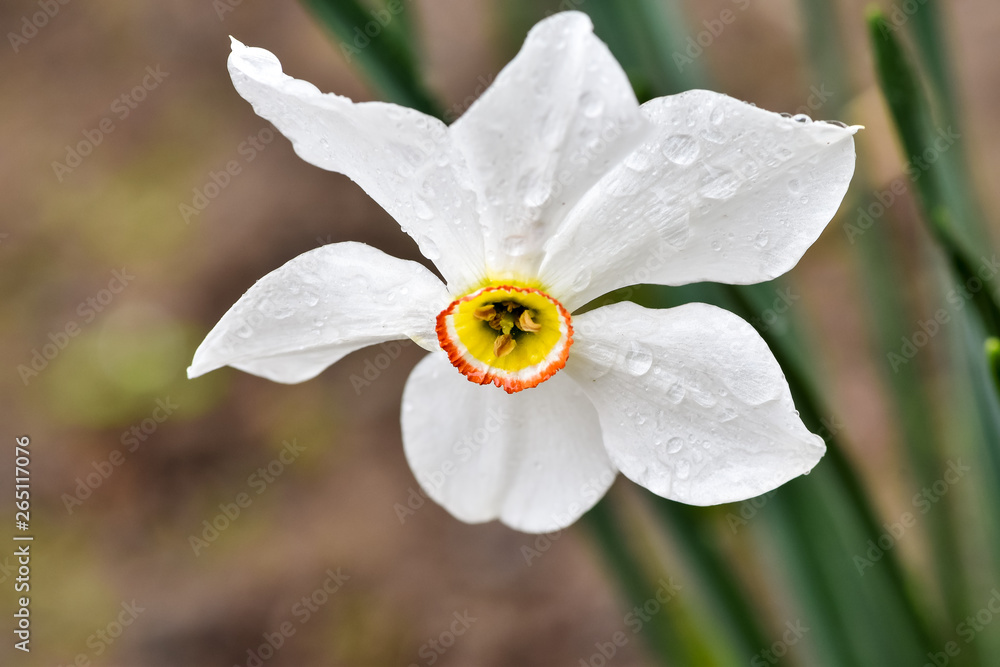 Photos with a beautiful, gentle and lonely flower of a white narcissus jonquilla, jonquil, rush daff