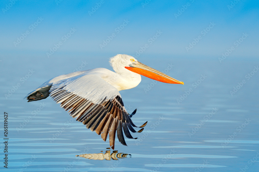 鸟儿降落在蓝色的湖水上。鸟儿飞翔。达尔马提亚鹈鹕，Pelecanus crispus，降落在湖中