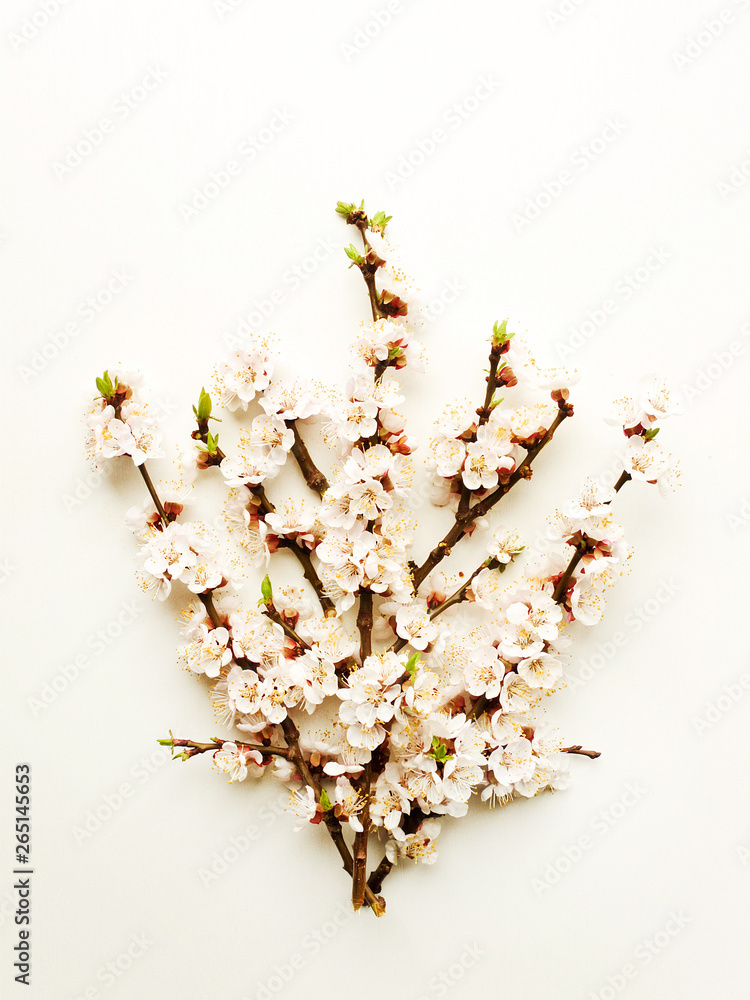 Apricot blossom on white