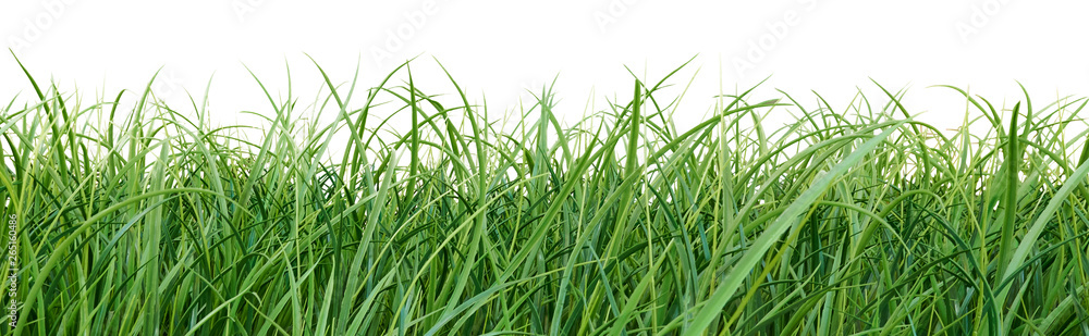 Grass isolated on white. Summer or Spring border.