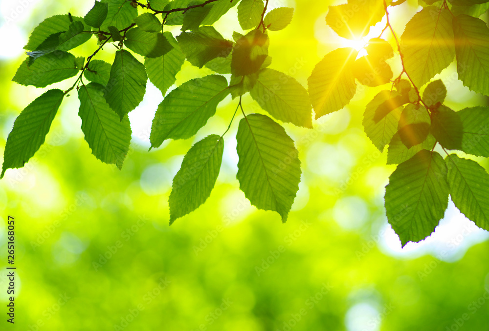 Green leaves and sun