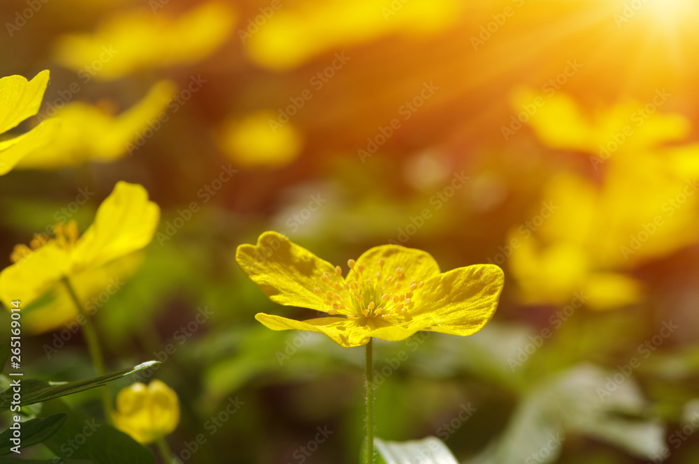 春花田