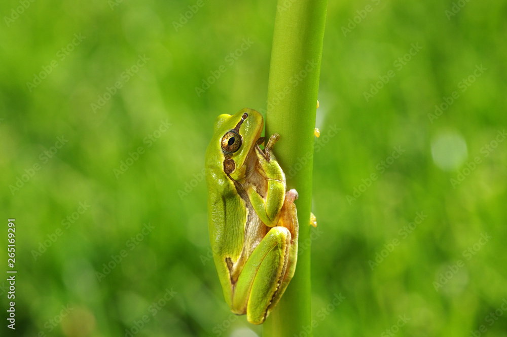 Green tree frog on grass